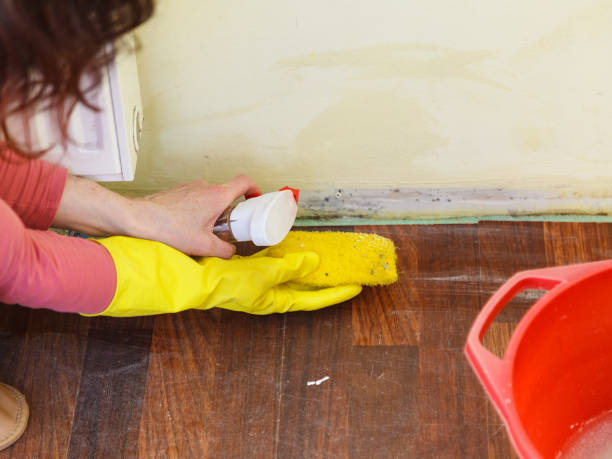 Best Attic Mold Removal  in Cheyenne, WY